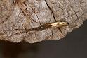 Tetragnatha_montana_D6055_Z_88_Les Gris_Frankrijk
